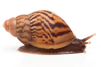 Lissachatina zanzibarica typ 2 juvenil